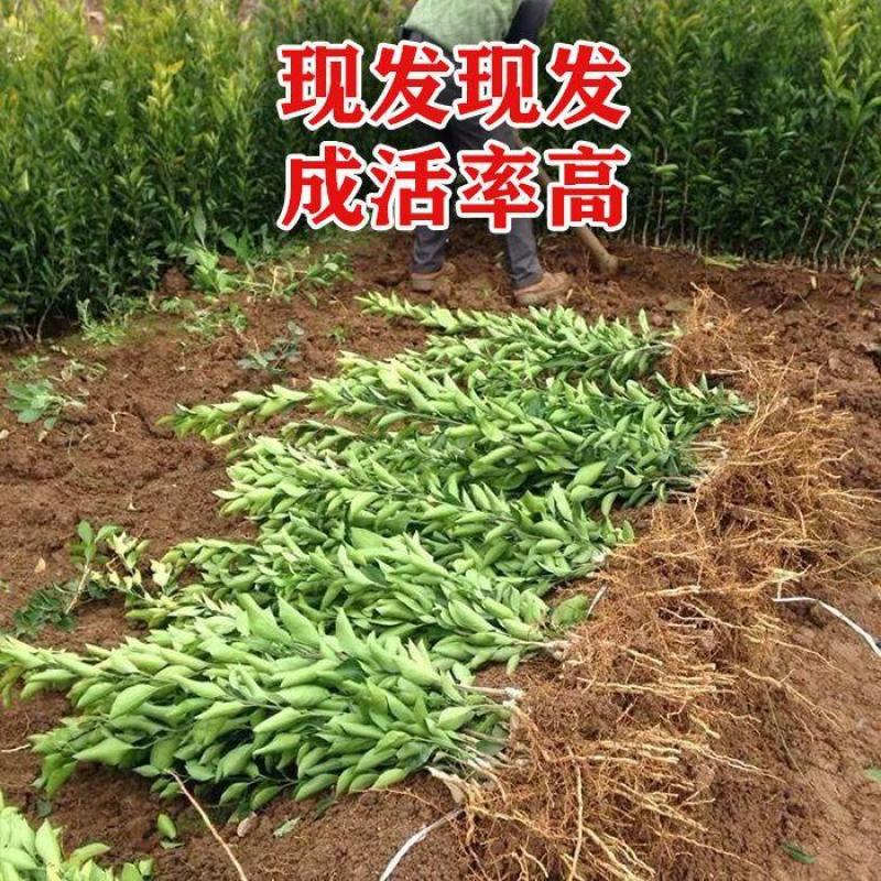 新品种纯甜红肉脐橙嫁接橙子树苗红心血橙红玉血橙苗当年结果