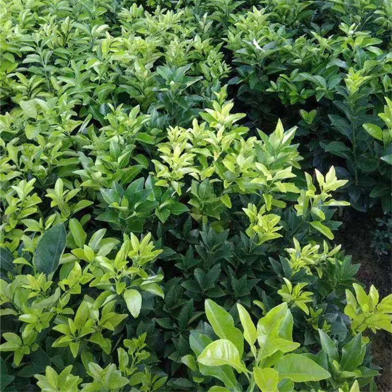 新品种纯甜红肉脐橙嫁接橙子树苗红心血橙红玉血橙苗当年结果