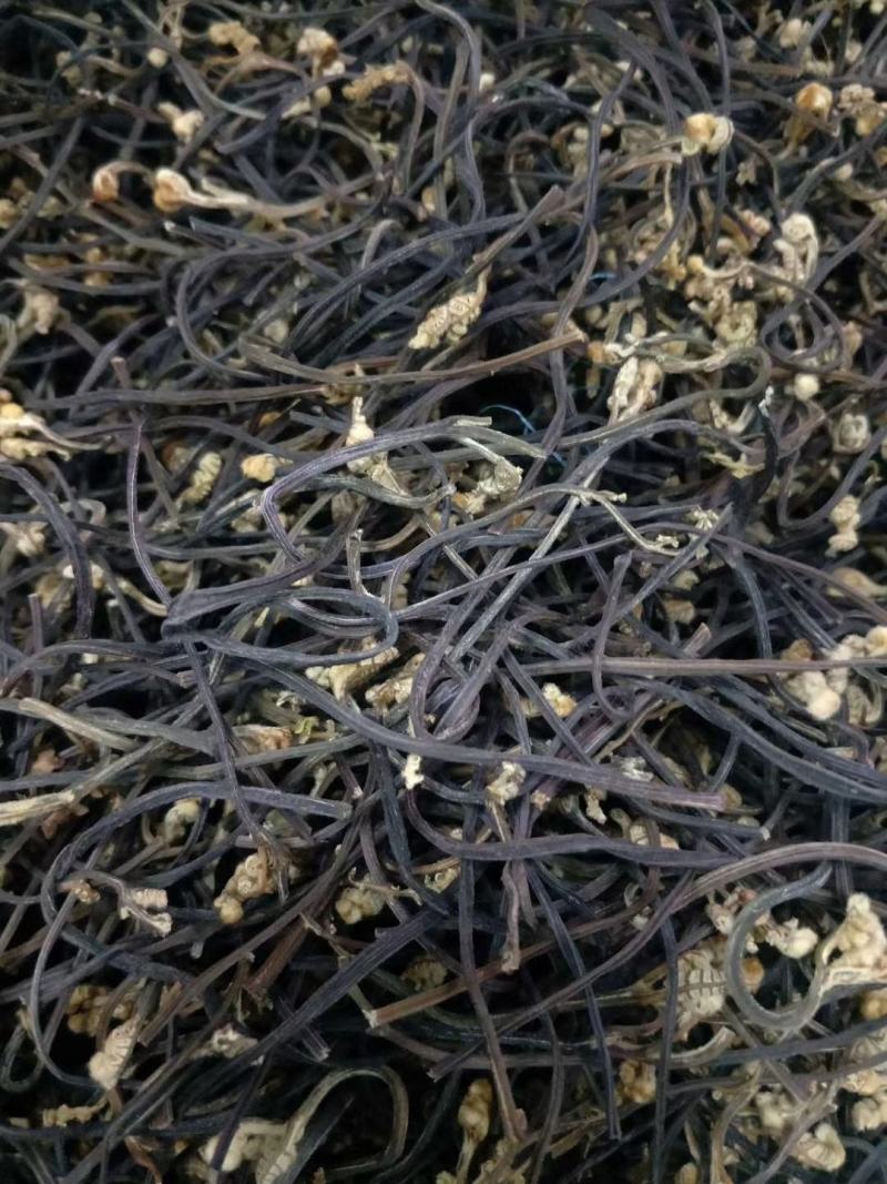 龙爪菜蕨菜新货上市