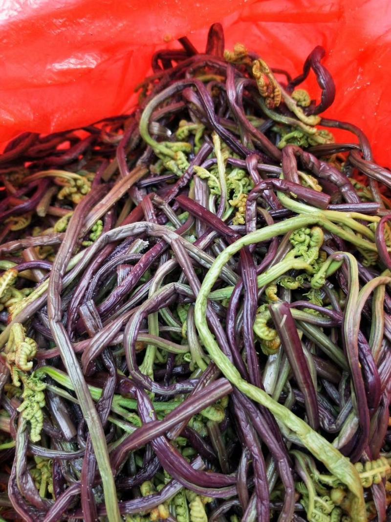 龙爪菜蕨菜新货上市