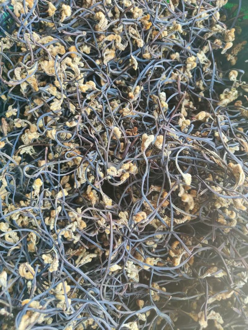 龙爪菜蕨菜新货上市