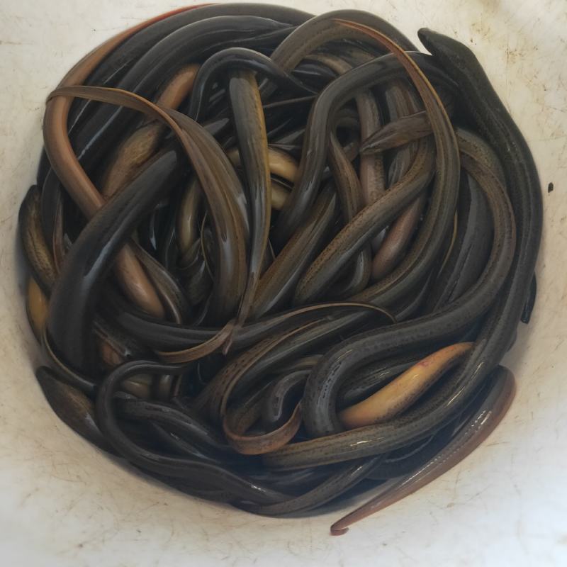 培育黄鳝，大小规格，活体发货，大量现货供应，欢迎洽谈