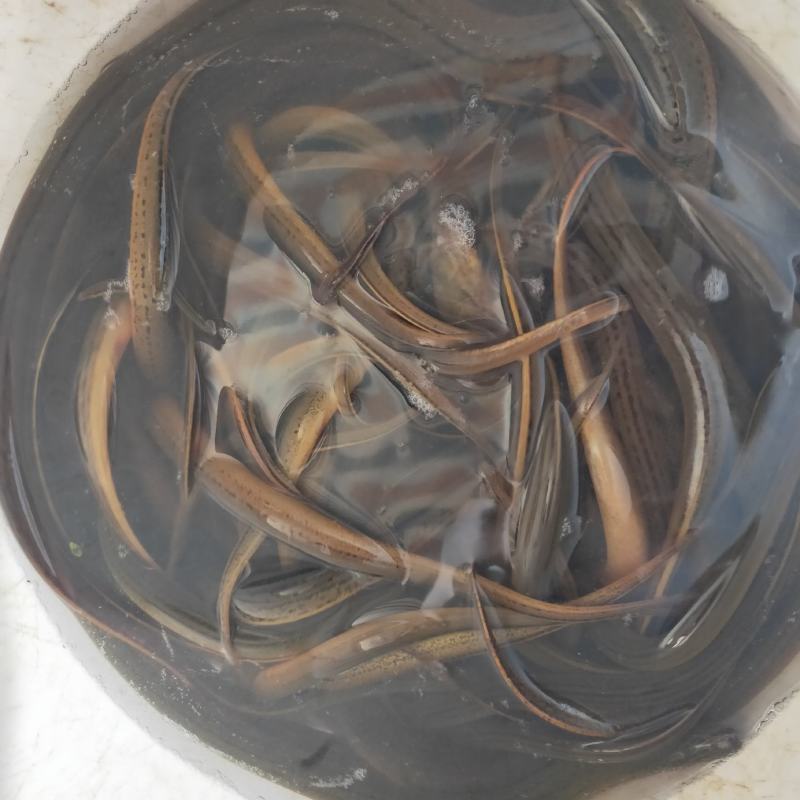 培育黄鳝，大小规格，活体发货，大量现货供应，欢迎洽谈