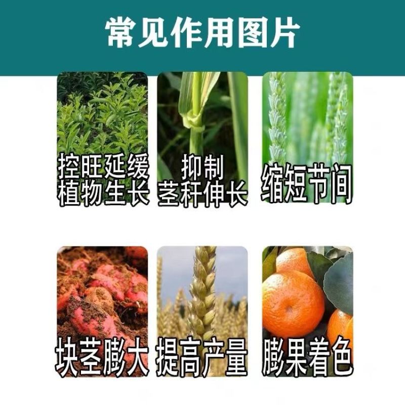 汤普森~田桥8%调环酸钙~花生调节生长正品农药调节剂老品
