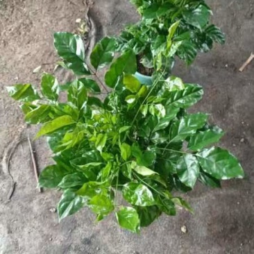 从生绿宝幸福树