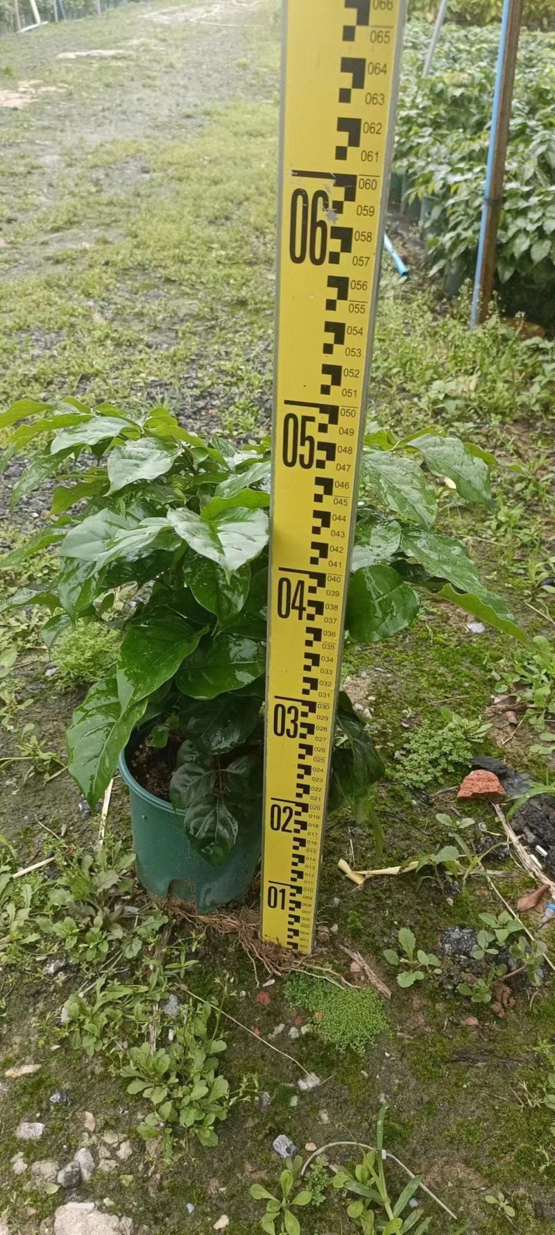 从生绿宝幸福树