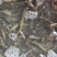 泥鳅圆鳅基地直发新鲜上市个头大量大从优欢迎联系
