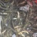 泥鳅圆鳅基地直发新鲜上市个头大量大从优欢迎联系
