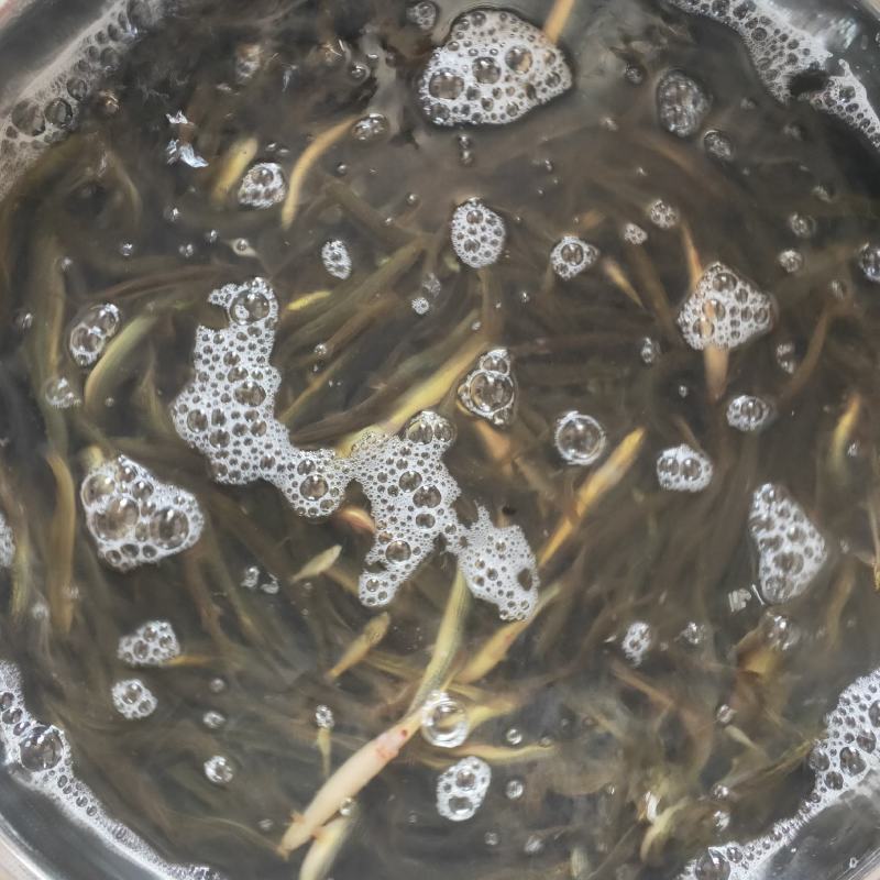 泥鳅圆鳅基地直发新鲜上市个头大量大从优欢迎联系