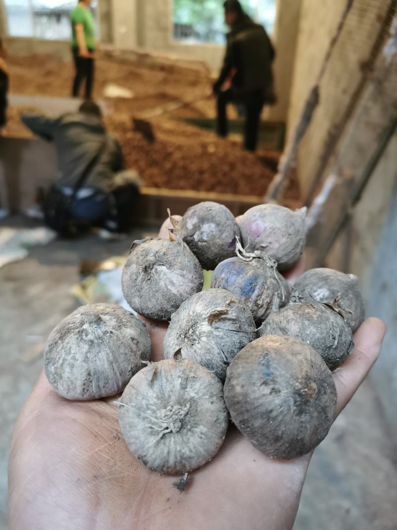 汉源独头蒜，产地大量上市。需要的老板欢迎联系