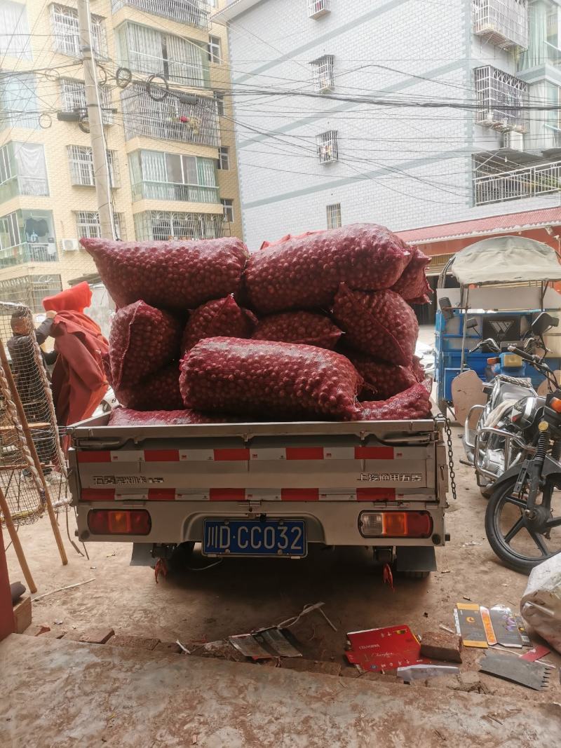 汉源独头蒜，产地大量上市。需要的老板欢迎联系