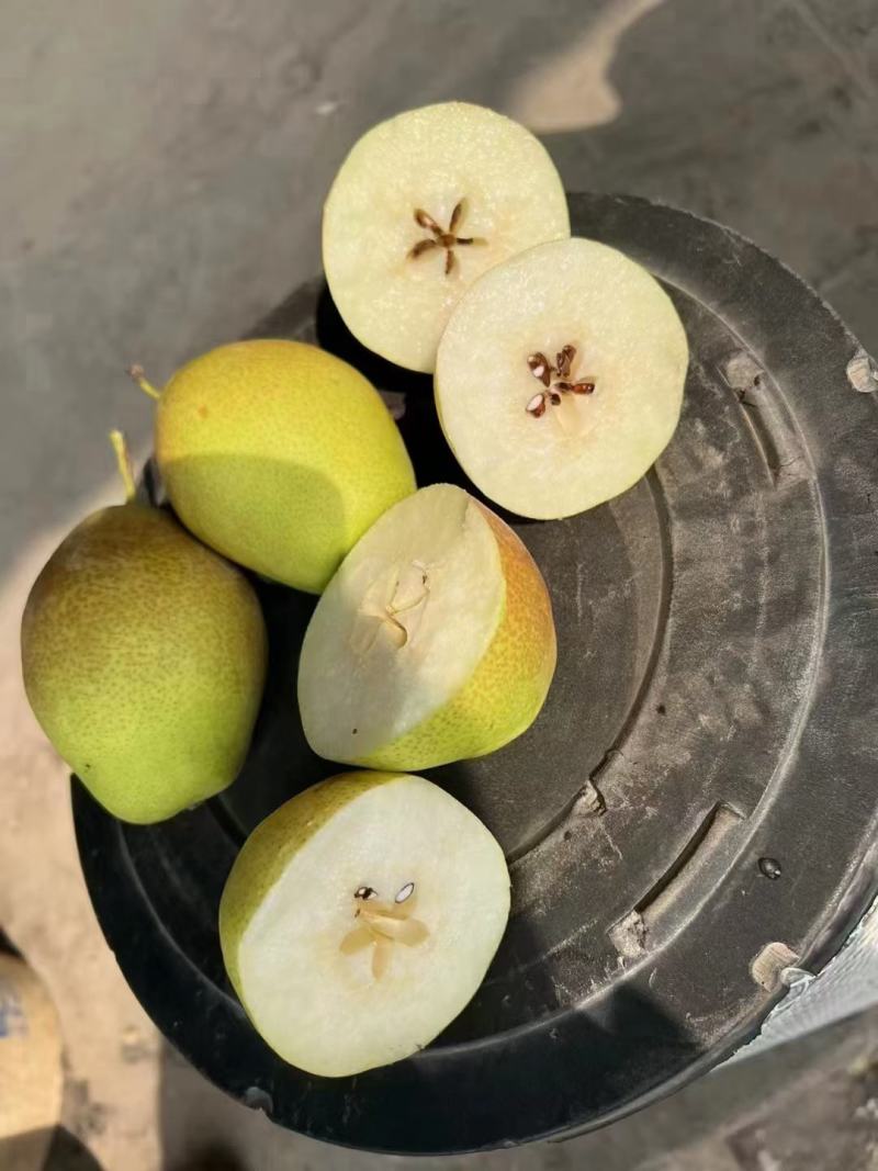 河北红香酥梨大量供应价格便宜