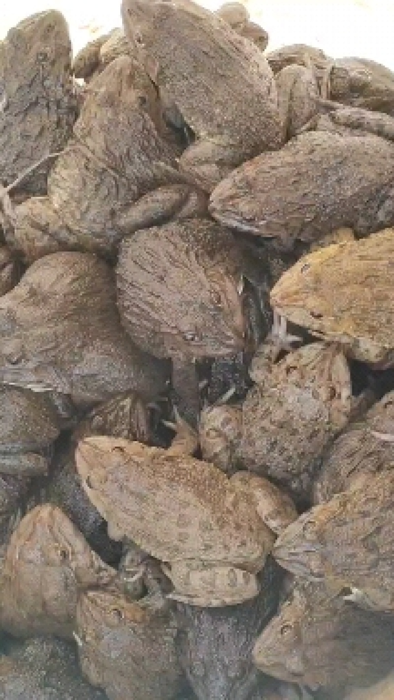 田鸡产地大量活体牛蛙肉多多水产田鸡现货现捞现发活物