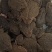 田鸡产地大量活体牛蛙肉多多水产田鸡现货现捞现发活物