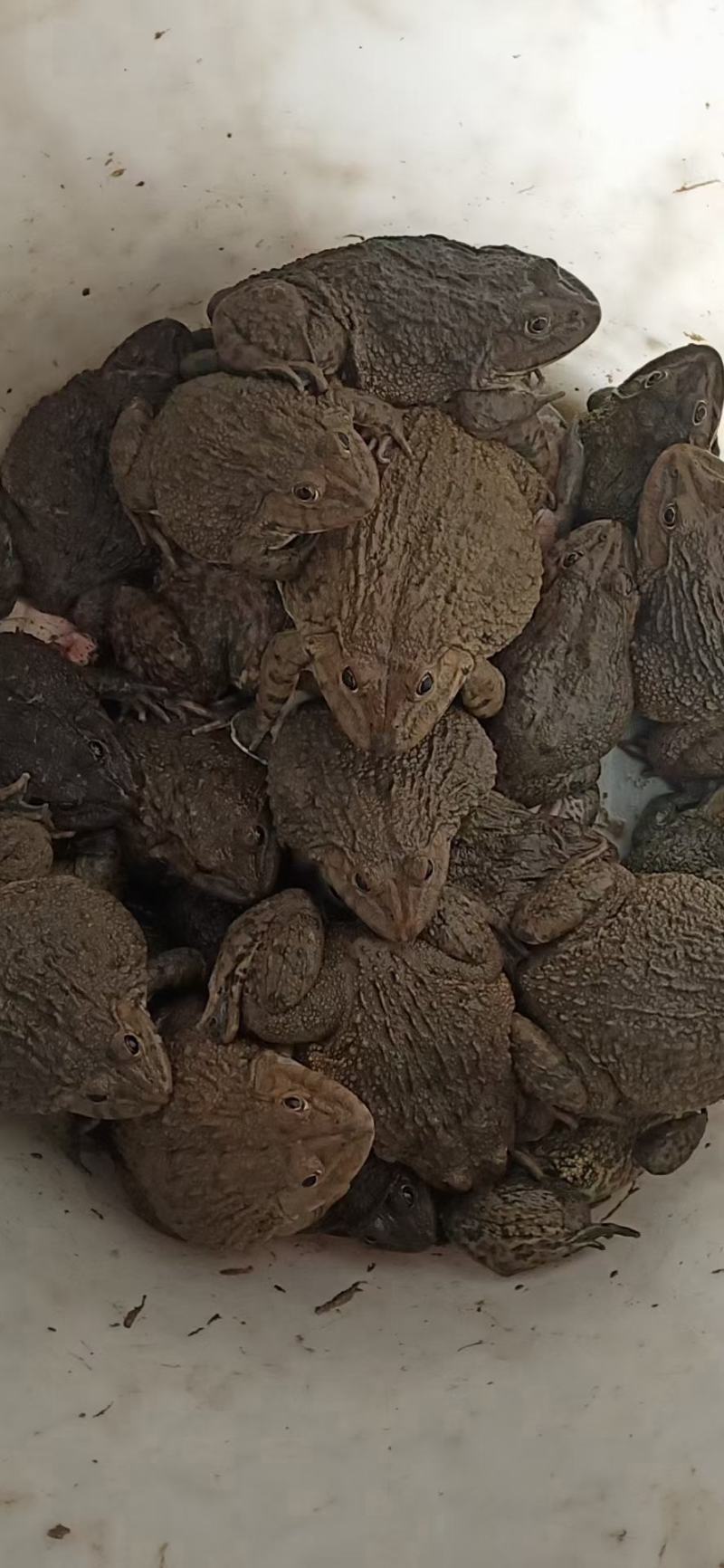 田鸡产地大量活体牛蛙肉多多水产田鸡现货现捞现发活物