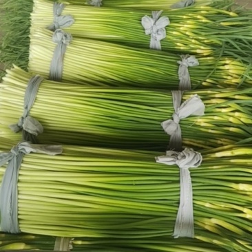精品白帽蒜苔