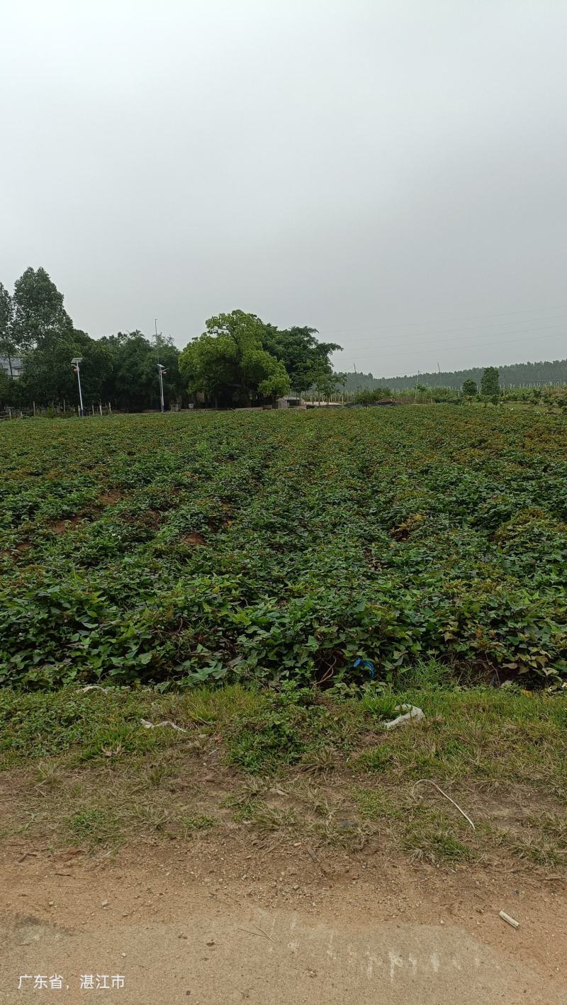 湛江西瓜红密薯一手货源产地对接电商市场工厂货条型好颜色红