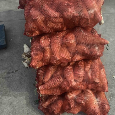 大量供应新鲜下山肉笋，剥壳笋，笋肉全国整车发货