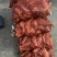 大量供应新鲜下山肉笋，剥壳笋，笋肉全国整车发货