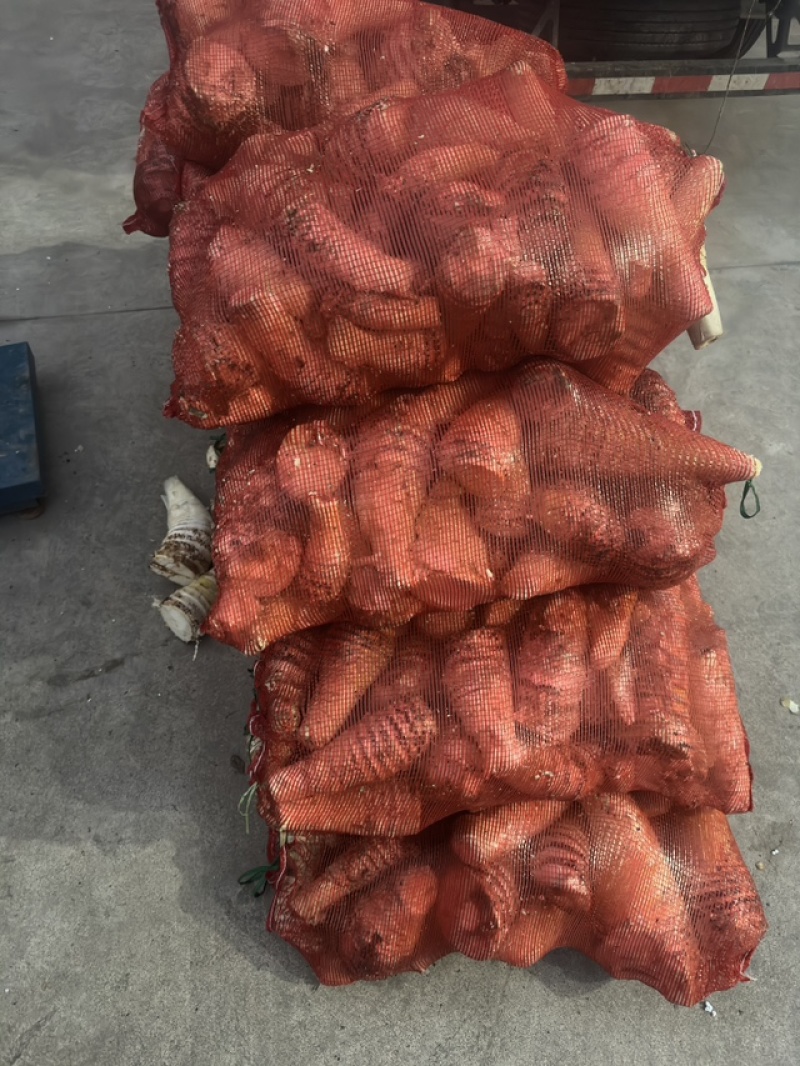 大量供应新鲜下山肉笋，剥壳笋，笋肉全国整车发货