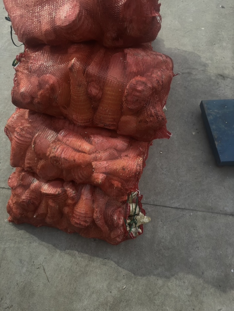 大量供应新鲜下山肉笋，剥壳笋，笋肉全国整车发货