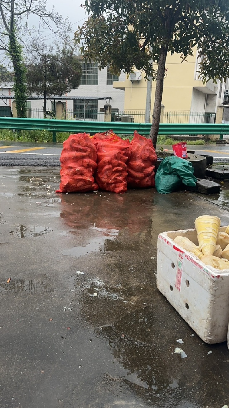 大量供应新鲜下山肉笋，剥壳笋，笋肉全国整车发货
