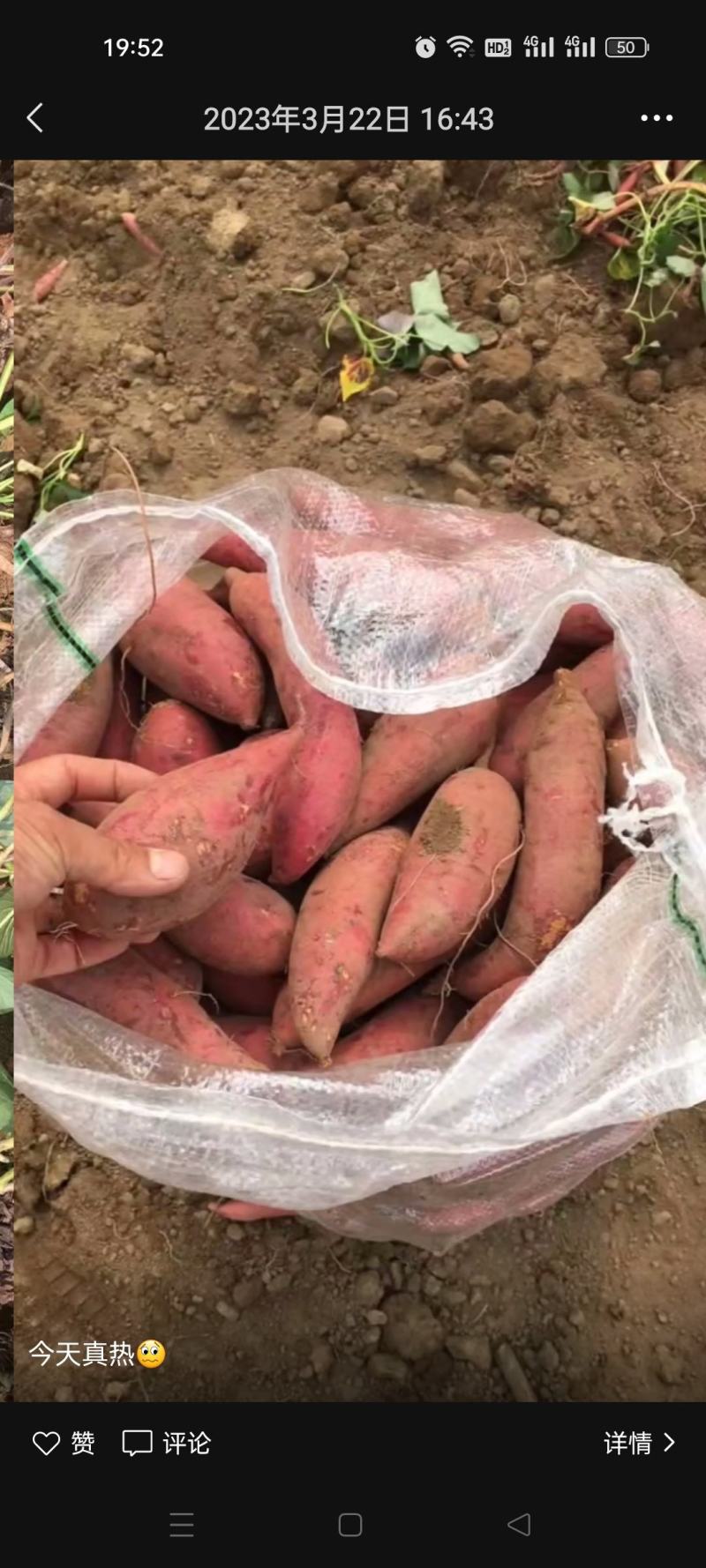 湛江西瓜红密薯一手货源产地对接电商市场工厂货条型好颜色红