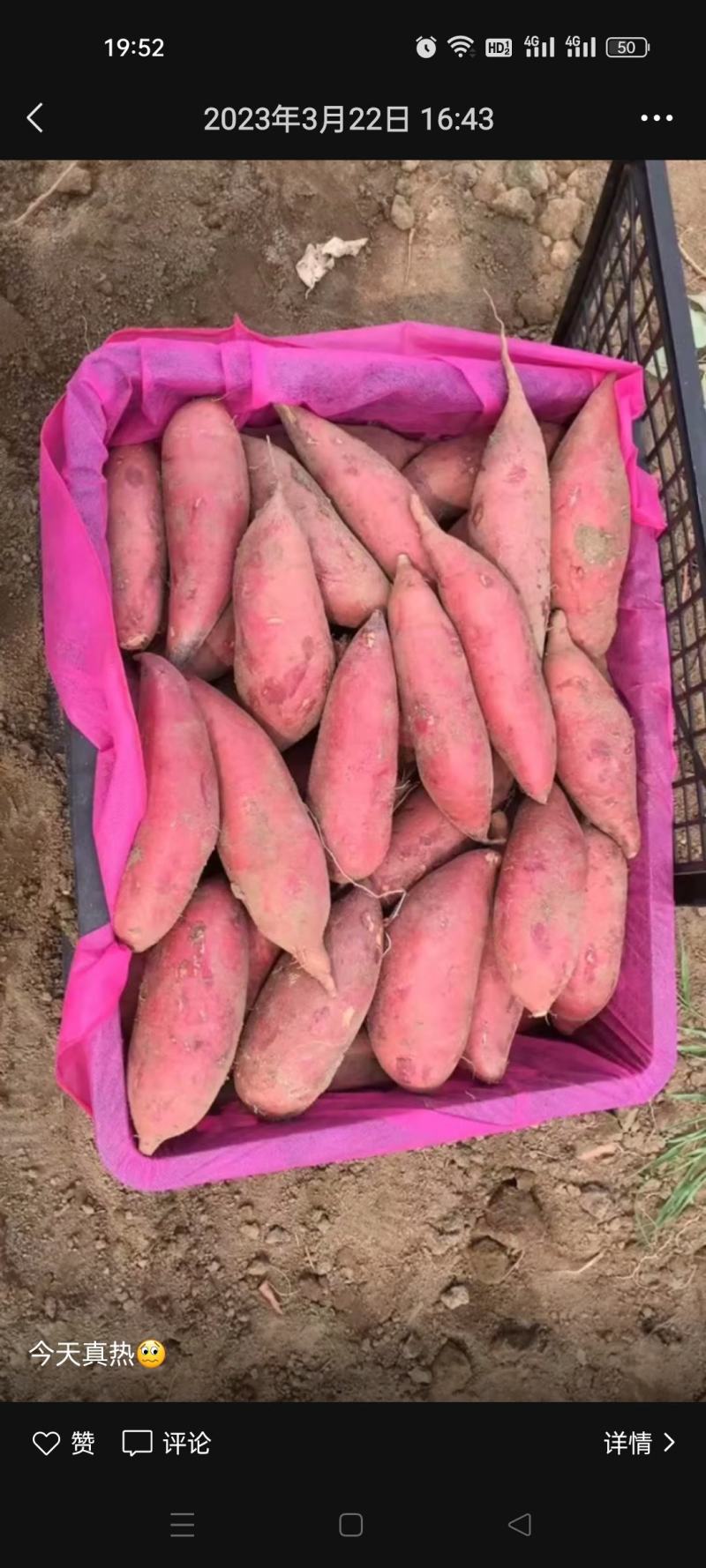 湛江西瓜红密薯一手货源产地对接电商市场工厂货条型好颜色红