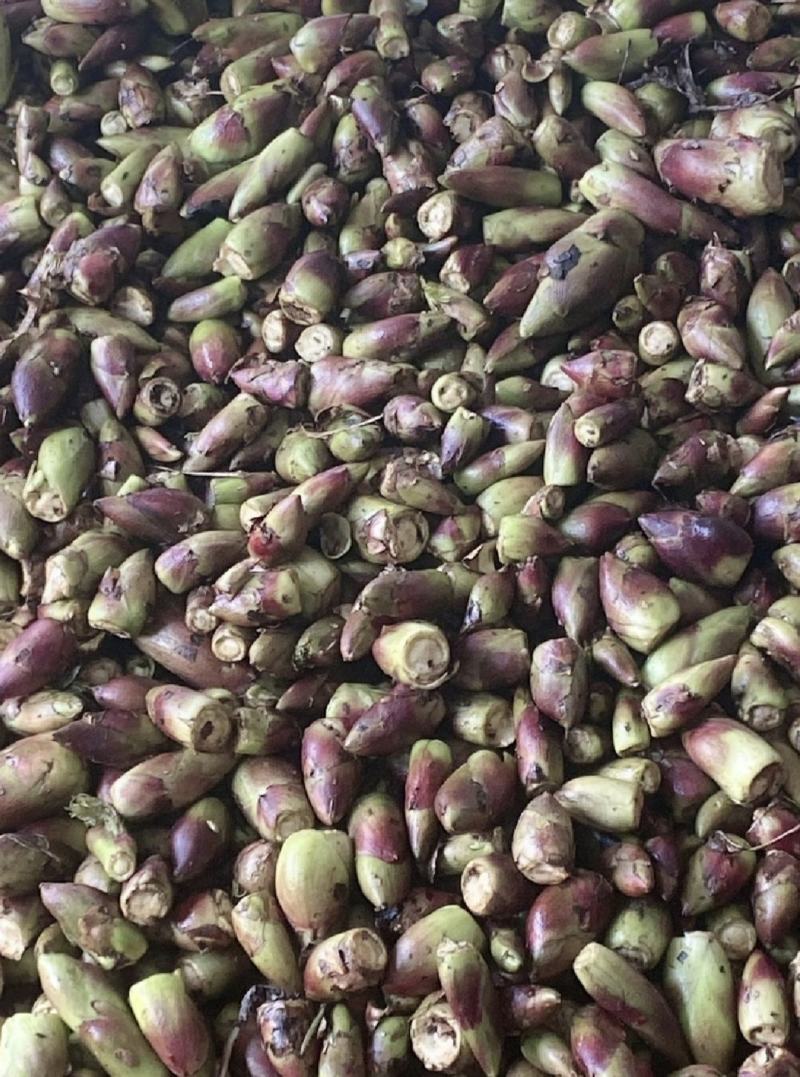 乌龙头野菜