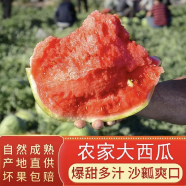无籽美都西瓜，麒麟西瓜，品质保证，产区供货对接全国客户