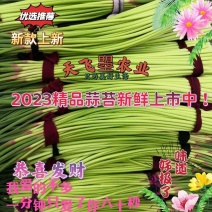 【天飞曌农业26年新蒜苔现已新鲜上市微直电商超市】