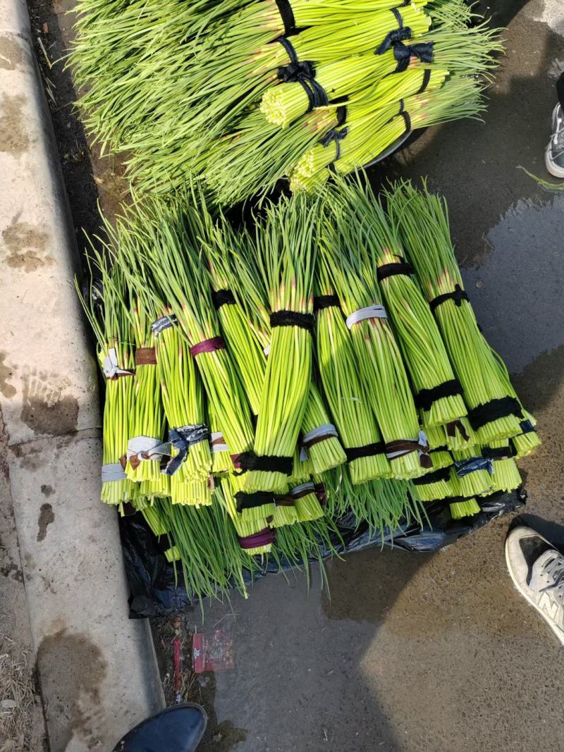 早晚熟头茬红帽蒜苔蒜薹，大量供应，电商，市场均可发