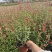 樱桃鼠尾草小红盆苗。。。。。。。。。。。。。。。。。。。