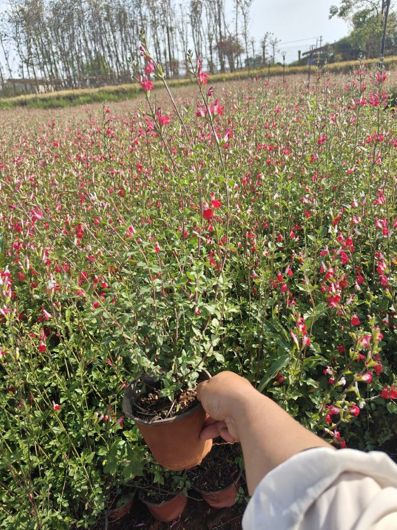 樱桃鼠尾草小红盆苗。。。。。。。。。。。。。。。。。。。