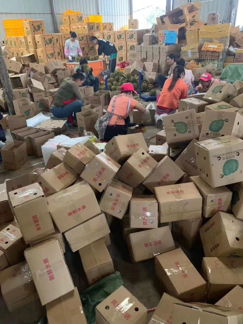 进口泰国金枕榴大量上市欢迎全国各大巿场老板订货