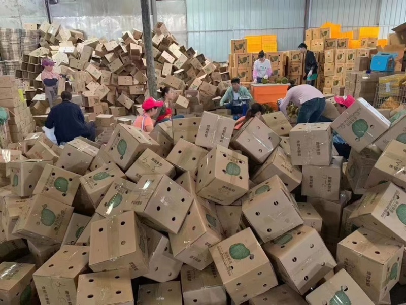 进口泰国金枕榴大量上市欢迎全国各大巿场老板订货