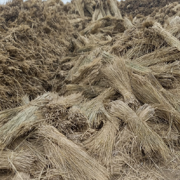 稻草厂家现货批发优质稻草80公分以上酒厂稻草