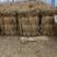 稻草厂家现货批发优质稻草80公分以上酒厂稻草