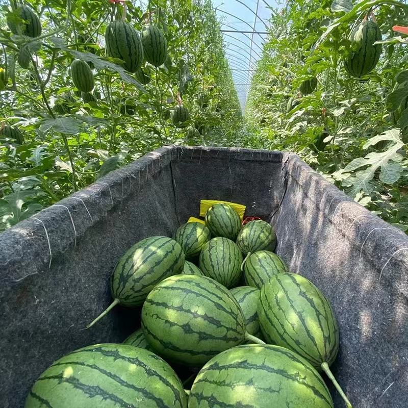 山东冰糖心西瓜产地直发一手货源对接各大批发商