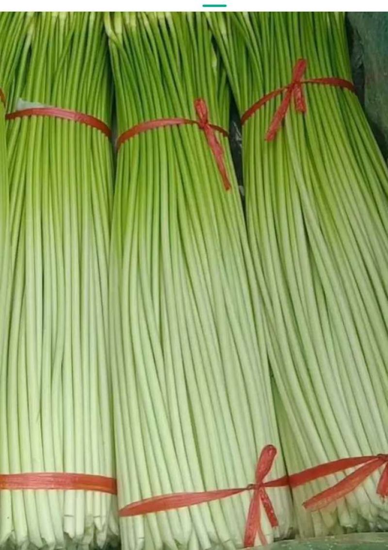 红帽蒜苔大量上市，货源充足，质量保证，万亩基地，