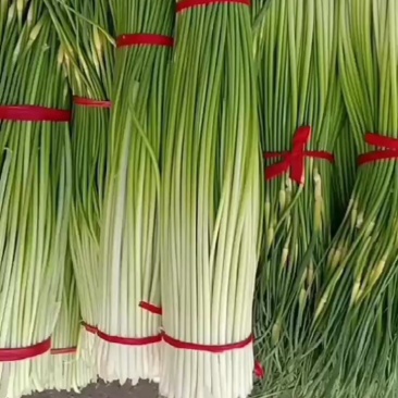 丰县白帽蒜苔大量上市中价低量大费用低欢迎批发老板来产地采
