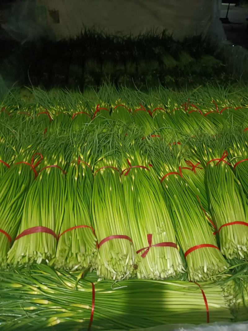 白帽蒜台，大量上市，直，鲜，质量保证，代收，代发，一条龙