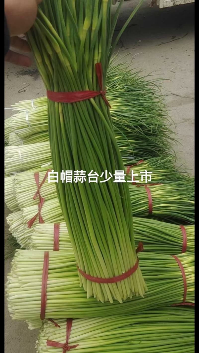 白帽蒜台，大量上市，直，鲜，质量保证，代收，代发，一条龙