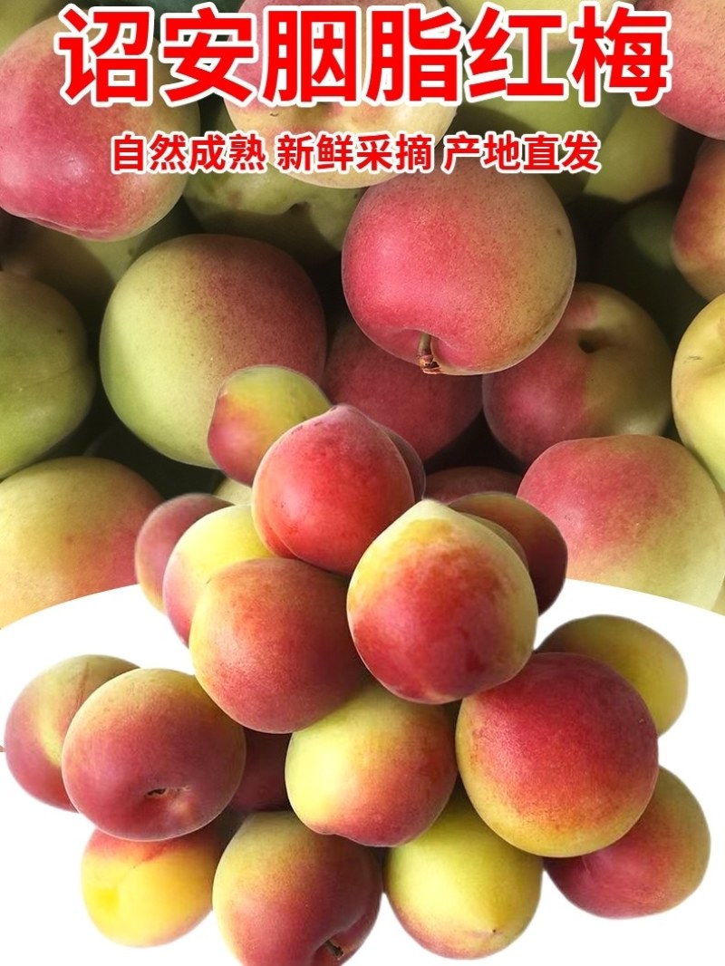 胭脂梅黄梅新鲜青梅果5斤现摘梅子孕妇水果泡酒青梅露酵云南