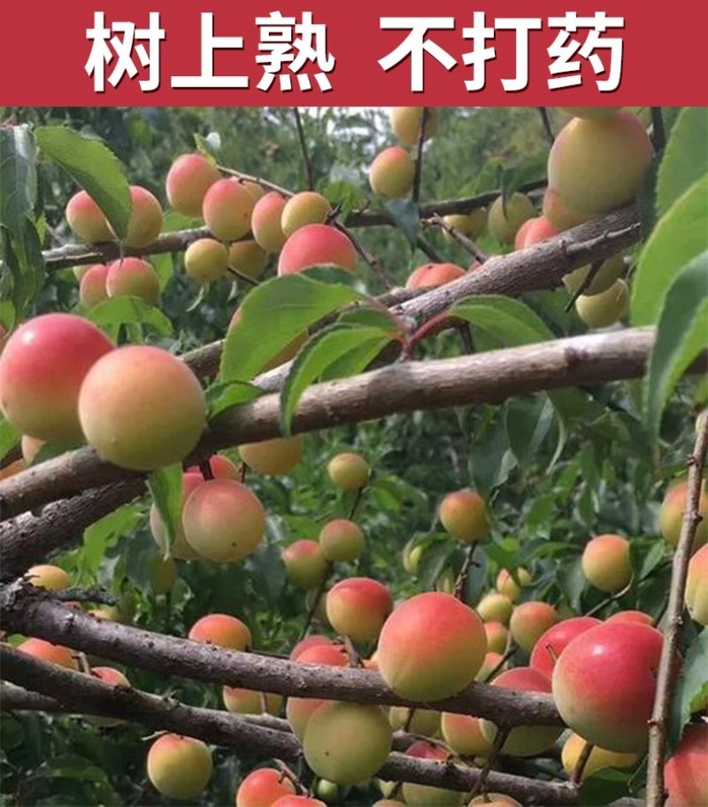 胭脂梅黄梅新鲜青梅果5斤现摘梅子孕妇水果泡酒青梅露酵云南