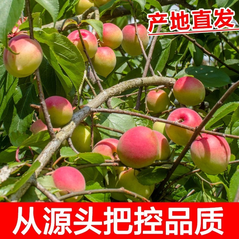胭脂梅黄梅新鲜青梅果5斤现摘梅子孕妇水果泡酒青梅露酵云南