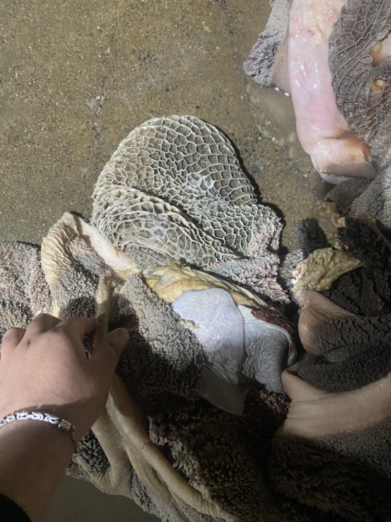 去油生牛肚去低油很干净需要的老板联系