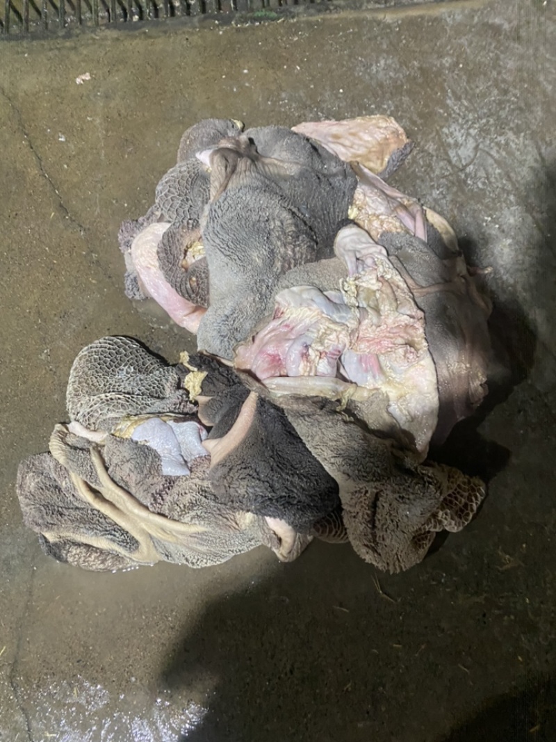 去油生牛肚去低油很干净需要的老板联系