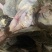 去油生牛肚去低油很干净需要的老板联系