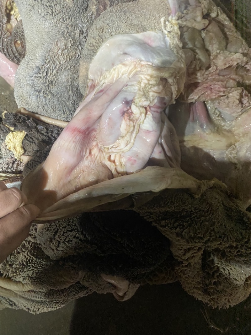 去油生牛肚去低油很干净需要的老板联系